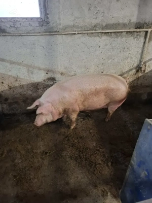 Vând porci pentru Crăciun 