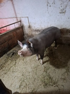 Vând porci pentru Crăciun  - imagine 2