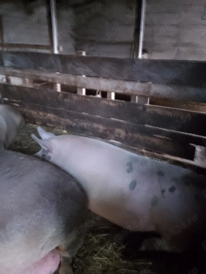 Vând porci de craciun - imagine 9