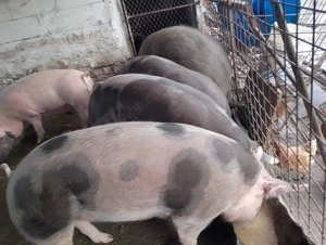 Vând porci de craciun - imagine 8