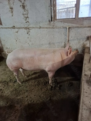 Vând porci pentru Crăciun  - imagine 3