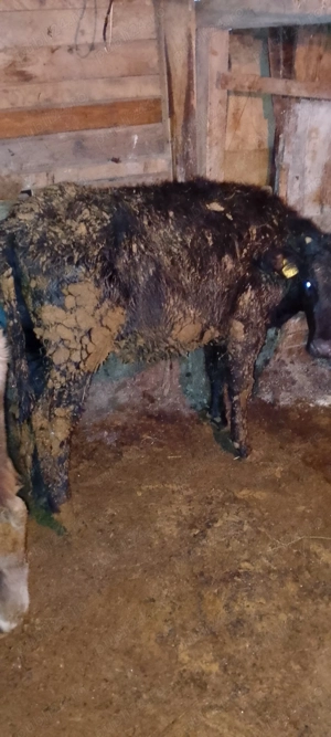 De vânzare  șapte vitei. - imagine 5