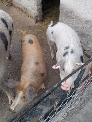 Vând 2 grăsuni rasa pietran - imagine 3