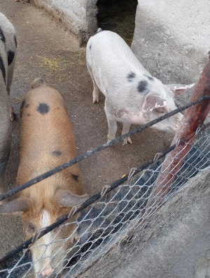 Vând 2 grăsuni rasa pietran - imagine 2