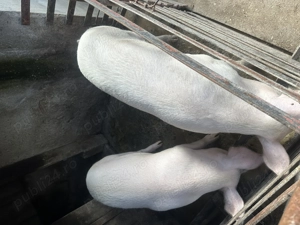 Porc de vânzare  - imagine 3