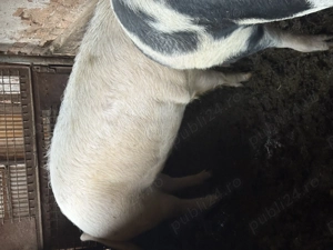 Vând porc crescut la țară  - imagine 3