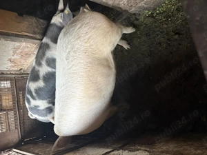 Vând porc crescut la țară  - imagine 4