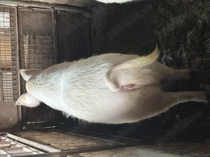 Vând porc crescut la țară  - imagine 2