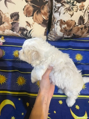 Vând Bichon Maltez - imagine 3