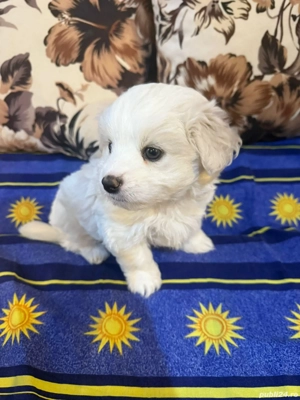 Vând Bichon Maltez - imagine 2