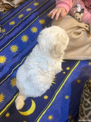 Vând Bichon Maltez - imagine 5