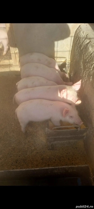Purcei de vânzare vaccinați și deparazitati