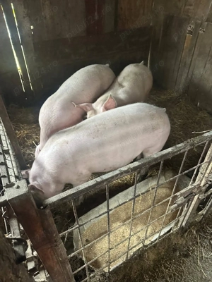 Porci de carne, de vanzare