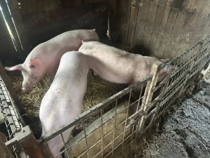 Porci de carne, de vanzare - imagine 2