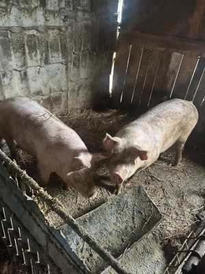 Porci de carne, de vanzare - imagine 5