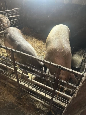 Porci de carne, de vanzare - imagine 3