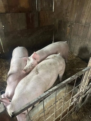 Porci de carne, de vanzare - imagine 4