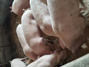 Vând porci  ! Ofer transport și posibilitatea de a fi tăiat!  - imagine 2