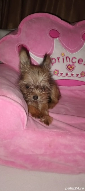 yorkshire terrier fetita 