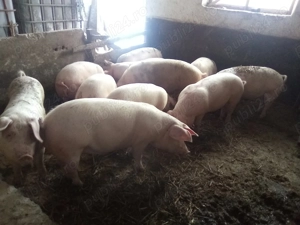 Vând porci  ! Ofer transport și posibilitatea de a fi tăiat! 