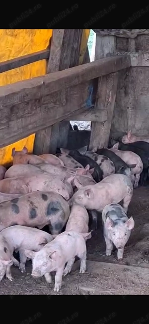 Vând purcei  - imagine 2