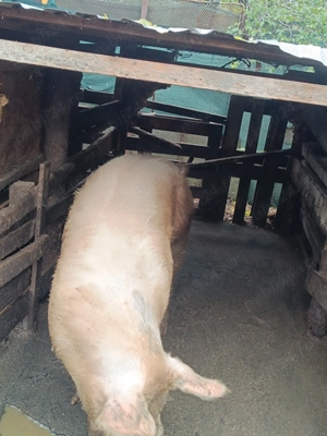 Porci de vânzare 