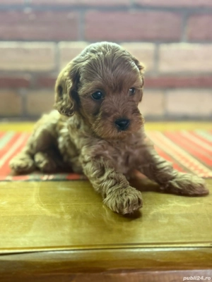 Căței  Cockapoo  - imagine 2