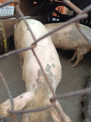 Porci de vânzare  - imagine 2