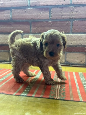 Căței  Cockapoo  - imagine 3