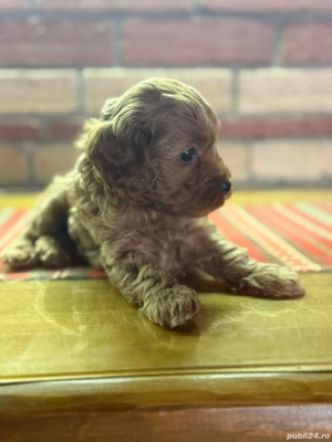 Căței  Cockapoo  - imagine 4