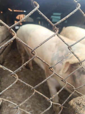 Porci de vânzare  - imagine 3