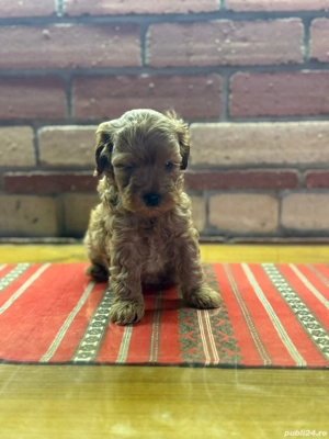 Căței  Cockapoo  - imagine 5