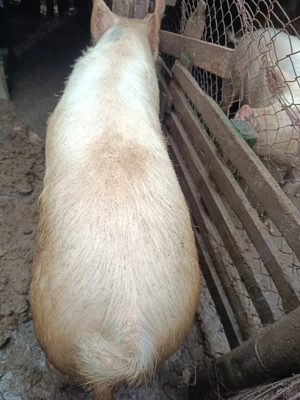 Porci de vânzare  - imagine 4