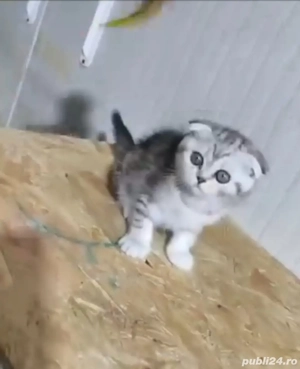 scottish fold chinchilla  - imagine 4