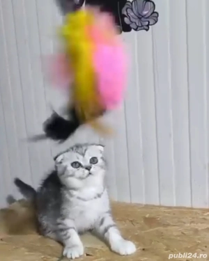 scottish fold chinchilla  - imagine 3