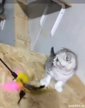 scottish fold chinchilla  - imagine 2