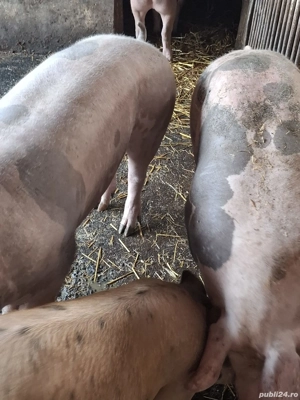 Porcii de vanzare! - imagine 2