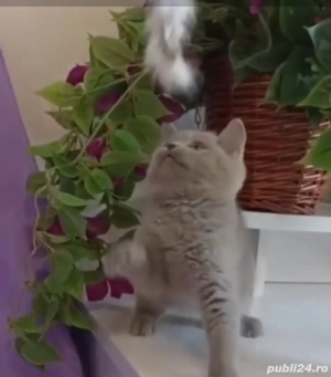 British shorthair lilac - imagine 2