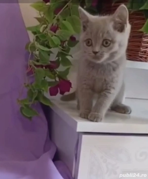 British shorthair lilac - imagine 3