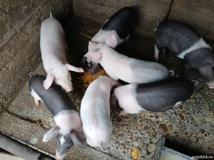 purcei de vânzare  - imagine 2