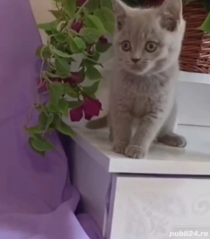 British shorthair lilac