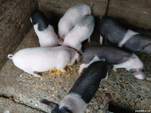 purcei de vânzare  - imagine 3