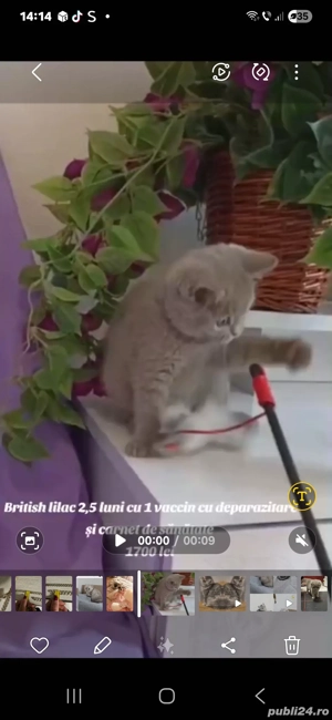 British shorthair lilac - imagine 4