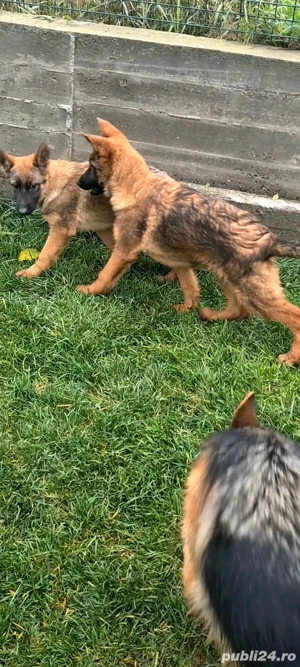 catei cu pedigree - imagine 3