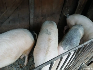 Vând porc de Clisă