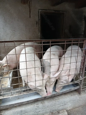 Vând porci de carne  marele alb - imagine 3