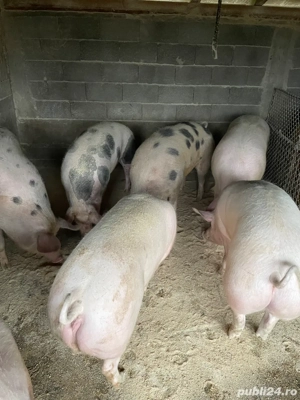 Porci de vanzare - imagine 3