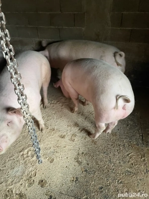 Porci de vanzare - imagine 4