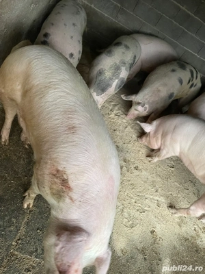 Porci de vanzare - imagine 2