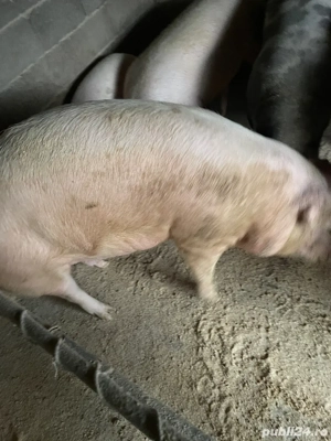 Porci de vanzare
